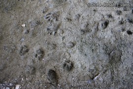 Bobcat, Raccoon, Skunk, Fox Tracks