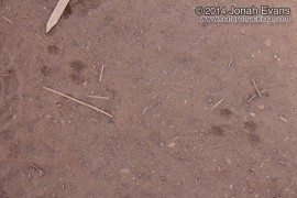 Pocket Mouse Tracks