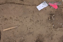 Mud Dauber Digs