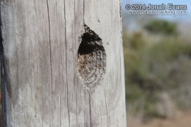 Ladder-backed Woodpecker Hole