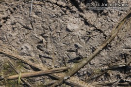 Spotted Sandpiper Tracks