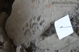 Bobcat Tracks (Male)