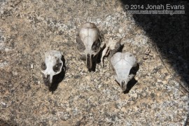 Gopher, Woodrat, & K-rat skulls