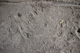 Eastern Fox Squirrel Tracks