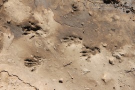 Fox Squirrel Tracks