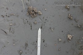 Frog Tracks (1)