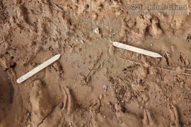 Swallow Digs and Mud Dauber Digs