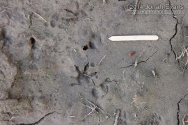 Opossum Tracks