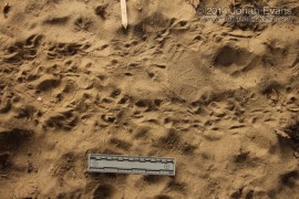 Mexican Free-tailed Bat Tracks (1)