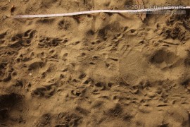Mexican Free-tailed Bat Tracks