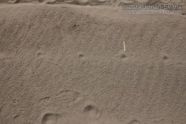 Striped Skunk Tracks