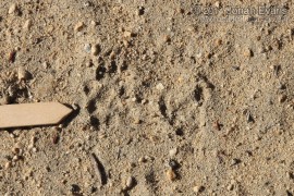 Spotted Skunk Tracks