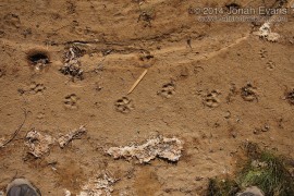 Coyote Tracks (1)