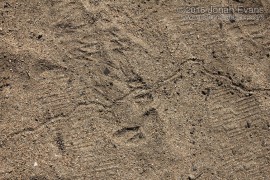 Ant Lion Trail