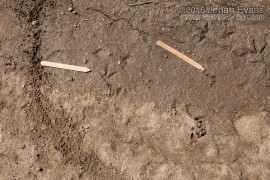 Quail and Cottontail Track
