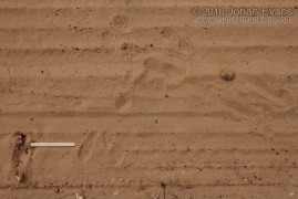 Cottontail Tracks
