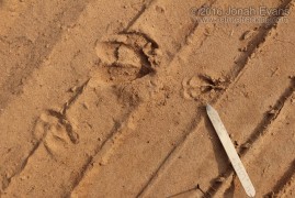 Deer and Fawn Tracks