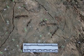 Juvenile Turkey Tracks