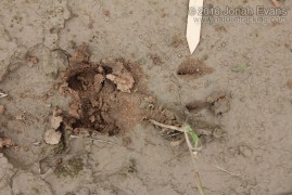 Deer Hind Track with Dewclaws