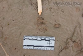Fawn Track