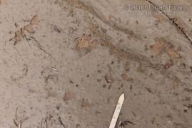 Opossom Tracks