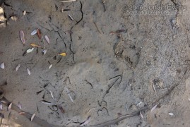 Bear and California Ground Squirrel Tracks