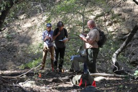 Examining a Bear Marking Trail