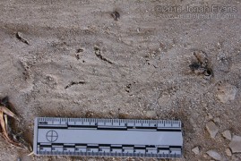 Mole Tracks