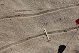 Kangaroo Rat Tracks
