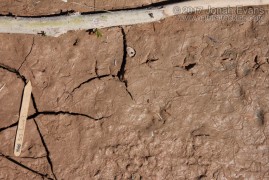 Sandpiper Tracks