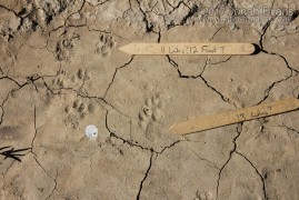 Spotted Skunk and Ringtail Tracks