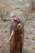 Raptor Killed Cottontail
