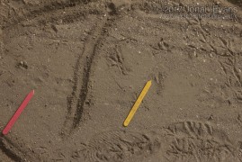 Coyote and K-rat Tracks