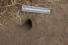 Kangaroo rat burrow