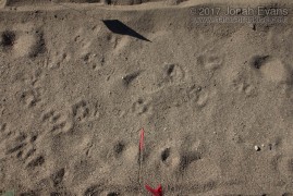 Mountain lion tracks