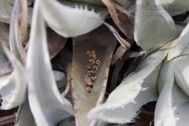 Mouse feeding on cactus seeds