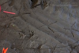 Great blue heron tracks
