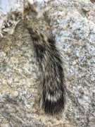 California Ground Squirrel Tail
