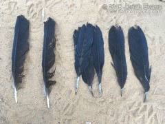 Juvenile Raven Feathers