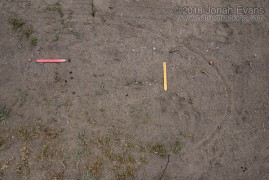 Rabbit Scat and Dog Track