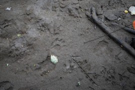Raccoon Right Hind Track