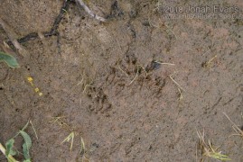Weasel Tracks