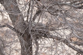 Loggerhead Shrike Nest