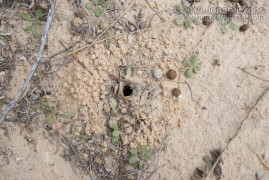 Wolf Spider Hole