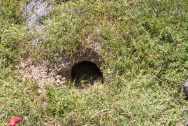 Badger Hole
