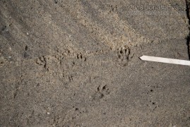 California Ground Squirrel Tracks