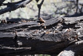 Mistletoe Seeds in Bird Scat