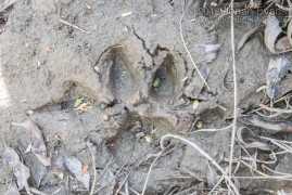 Mountain Lion Right Front Track