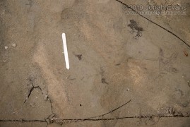 Spotted Sandpiper Tracks