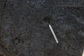 House cat tracks